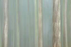 Website_Firs in the Fog.jpg